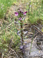 Pedicularis parviflora
