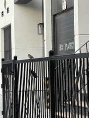 Passer domesticus