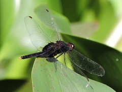 Erythemis attala