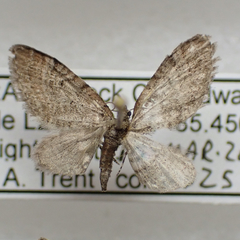 Eupithecia swettii
