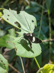 Notocrypta waigensis