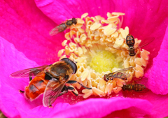 Polydontomyia curvipes