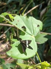 Notocrypta waigensis
