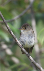 Empidonax albigularis