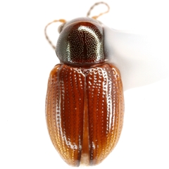 Metachroma longicolle