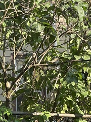 Passer domesticus