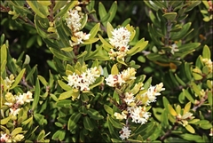 Orites diversifolius