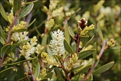 Orites diversifolius