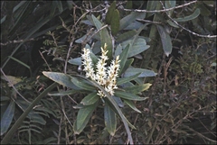 Orites diversifolius