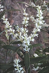 Orites diversifolius