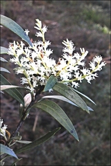 Orites diversifolius