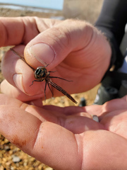 Somatochlora franklini