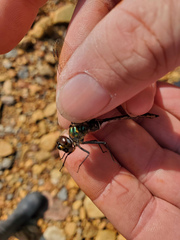 Somatochlora franklini