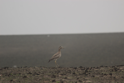 Peruvian Thick-knee (Hesperoburhinus superciliaris), photo 6