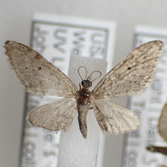 Eupithecia matheri