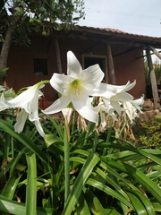 Crinum zeylanicum