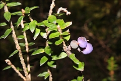 Trochocarpa cunninghamii