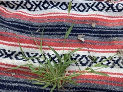 Setaria viridis viridis