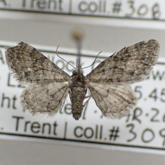 Eupithecia jejunata