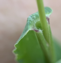 Setaria viridis viridis