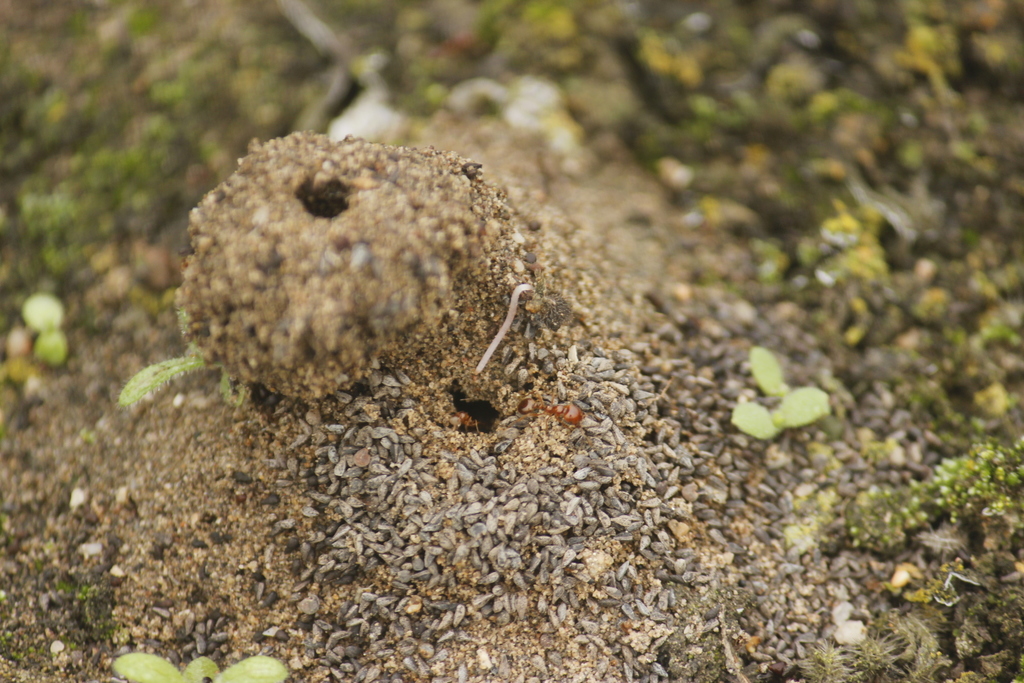 Solenopsis bruesi