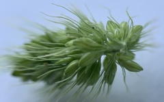 Setaria viridis viridis