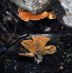 Panellus ligulatus