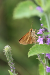 Poanes viator