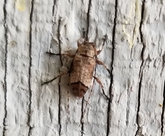 Sternidius mimeticus