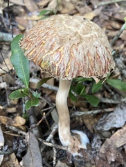 Boletellus ananas image