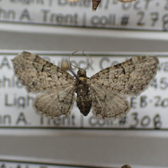 Eupithecia jejunata