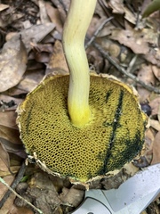 Boletellus ananas image