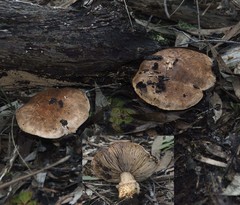 Tricholoma austrocolossus