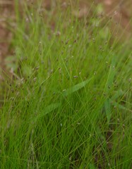 Eleocharis tenuis