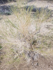 Ambrosia salsola