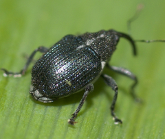 Ceutorhynchus americanus