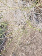 Ambrosia salsola