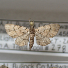 Eupithecia peckorum