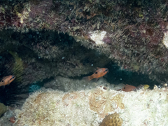 Apogon maculatus