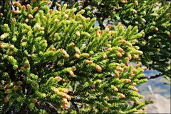 Athrotaxis selaginoides