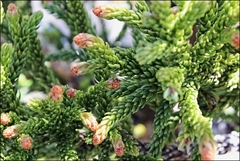 Athrotaxis selaginoides