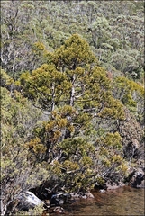 Athrotaxis selaginoides