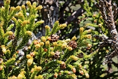 Athrotaxis selaginoides