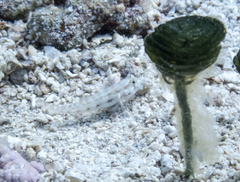 Gnatholepis thompsoni