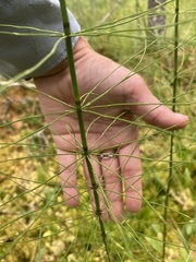 Equisetum palustre