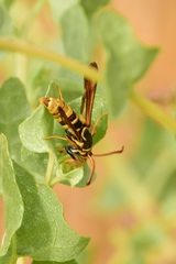 Paranthrene robiniae