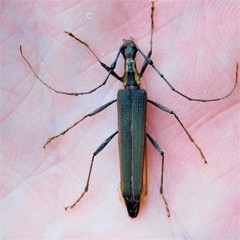 Pseudocalliprason marginatum