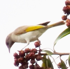 Conopophila rufogularis