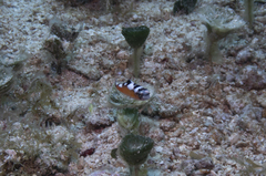 Serranus tabacarius