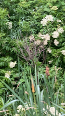 Filipendula ulmaria